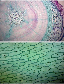 10 kusov Rôznych Pripravené mikroskopické preparáty Biologické Vzorky pre Študentov, Deti Základné Biologické Vedy Vzdelávania