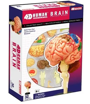 4D majster Ľudského mozgu model štruktúry zmontované Anatómie rozmerov 32pcs nastaviť