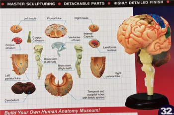 4D majster Ľudského mozgu model štruktúry zmontované Anatómie rozmerov 32pcs nastaviť
