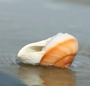 Chlieb Slimák Prírodné Conch Shell Fish Tank Krajiny Akváriu Dekorácie Pustovník Krab Roll Mäkkýšov Shell Hrniec Ozdoby Remeslá