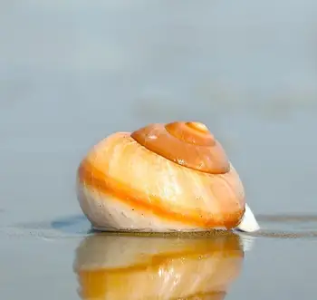 Chlieb Slimák Prírodné Conch Shell Fish Tank Krajiny Akváriu Dekorácie Pustovník Krab Roll Mäkkýšov Shell Hrniec Ozdoby Remeslá