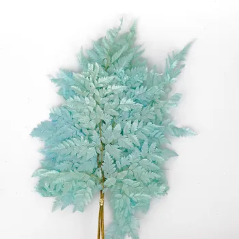 Konzervované Sušené Kvety Eternell 10pcs/50 Prírody Reálne Papradie Leaf DIY Svadby Manželstva Domáce Dekorácie Dost Fiddlehead Fleurs