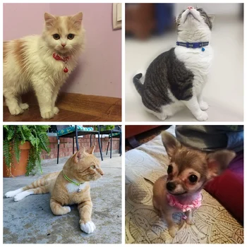 Mačka Golier Odlúčených Obojok Pre Mačky S Bell Mačky, Obojky Nastaviteľný Rýchloupínací Šteňa Golier Chihuahua Mačka Vodítku Pet Produkt