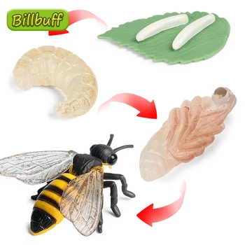 Nové Hmyzu Animal Model Simulácie Bee Cyklu Rastu Akčné Figúrky Zbierať Miniatúrne Poznanie Vzdelávacie Hračky pre deti Darček
