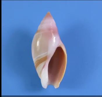 Prírodné malé conch škrupiny Zmiešané mušľami Shell Plavidlá Akvárium Námorných Dekor Ozdoby prírodné mini conch stredozemného